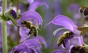 ミクロコスモス