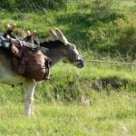 セヴェンヌ山脈のアントワネット